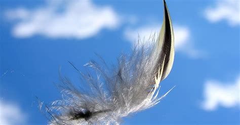 The Science Behind Magic Feathers: Rochester NY's Research Efforts